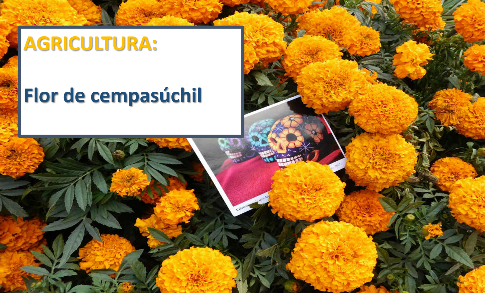 Agricultura Flor Cempasuchil muertos