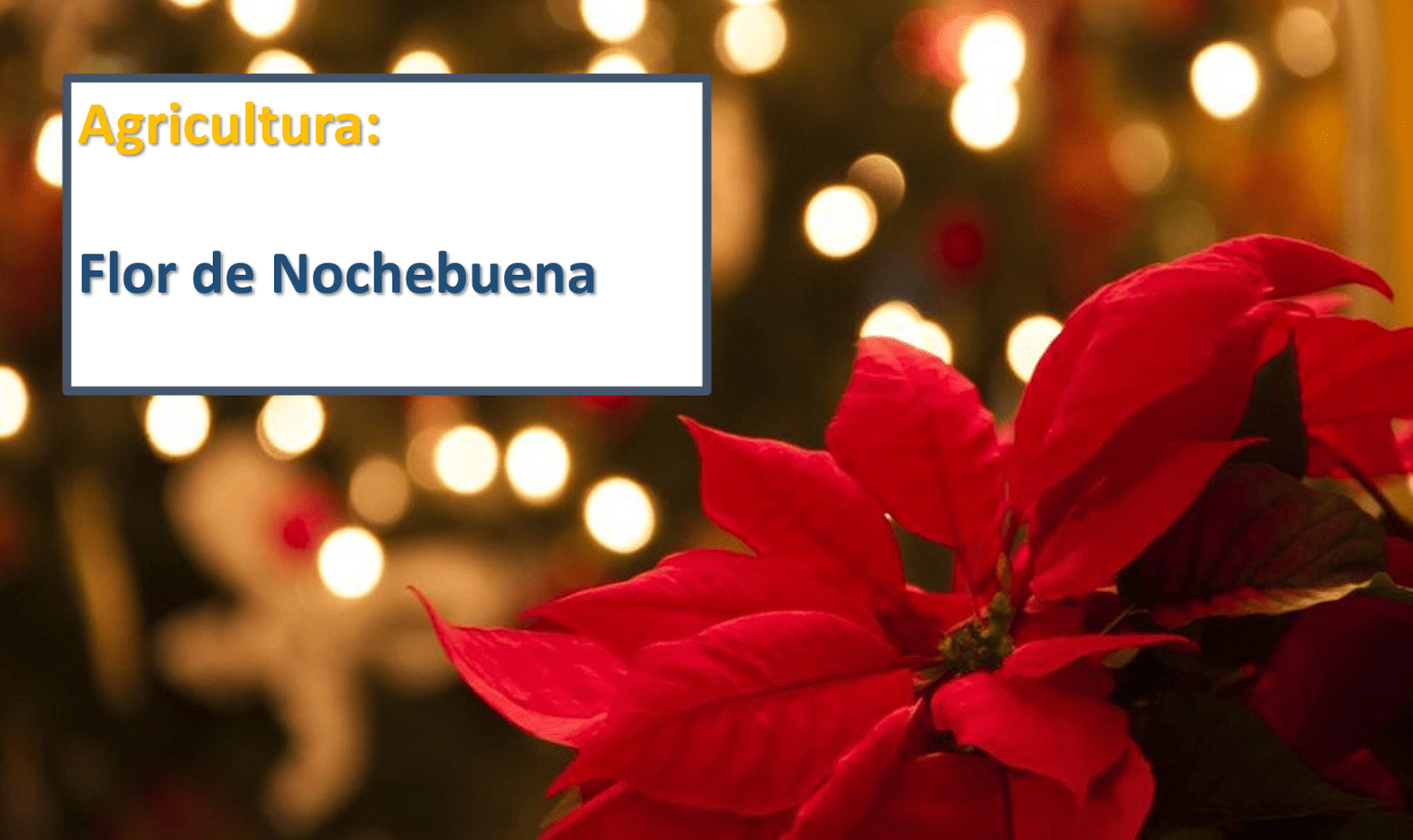 Agricultura Flor Nochebuena navidad