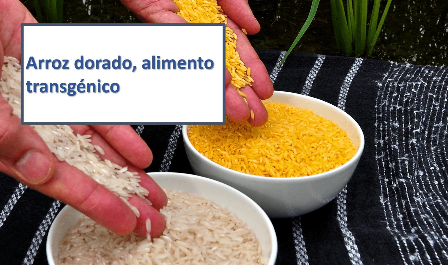 arroz dorado golden rice agricultura