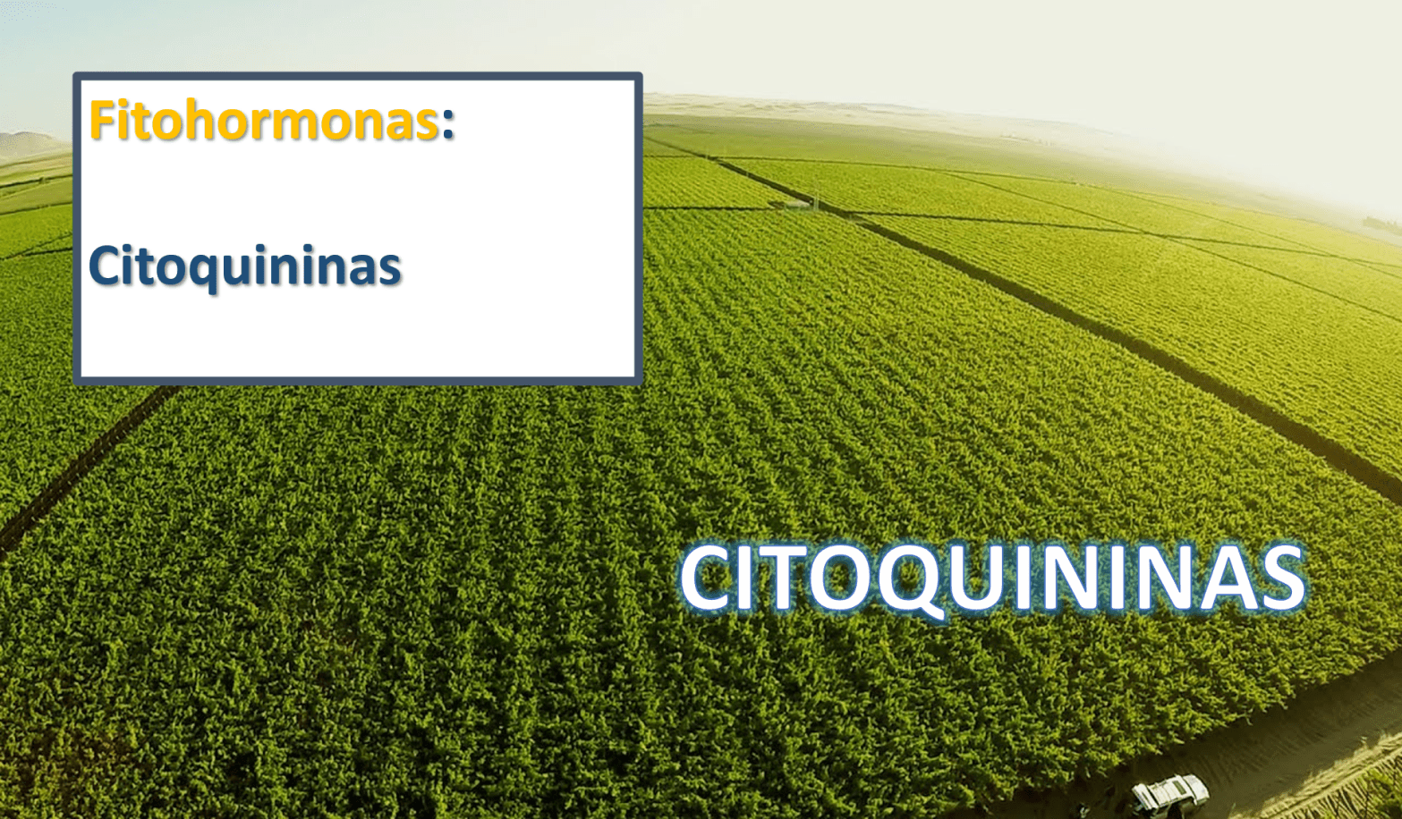 Fitohormona citocinina agricultura
