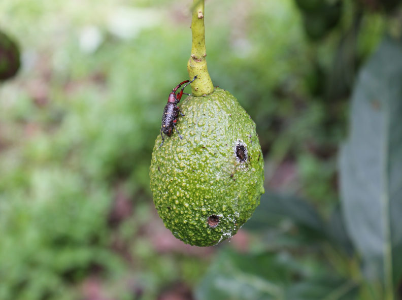 alimentum aguacate calidad e inocuidad zuniga