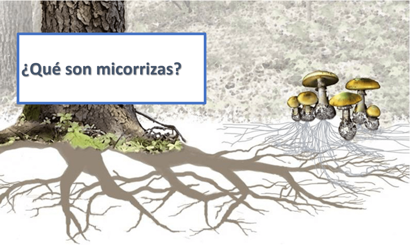 micorrizas vegetal agricultura biologia microbologia